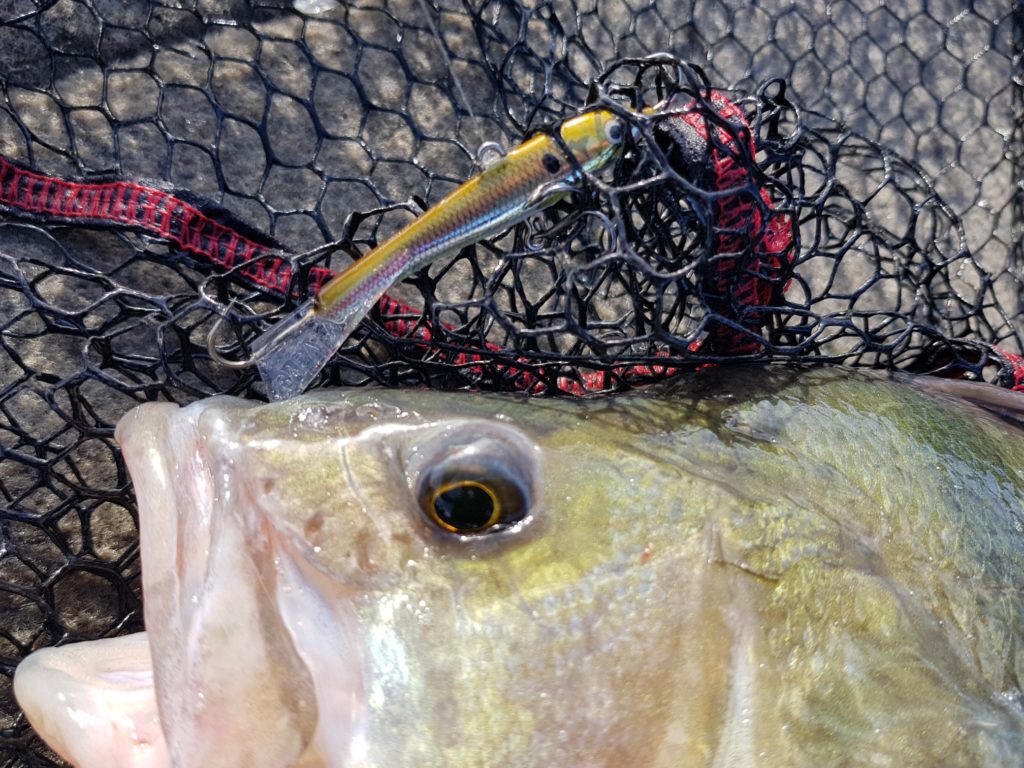 Le Jigging, une pêche de saison