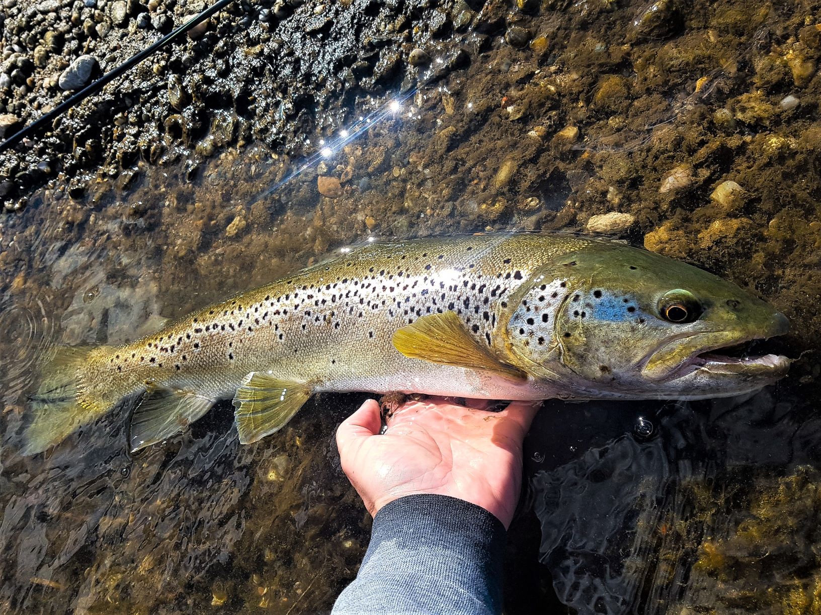 Truite : un début de saison au poisson nageur