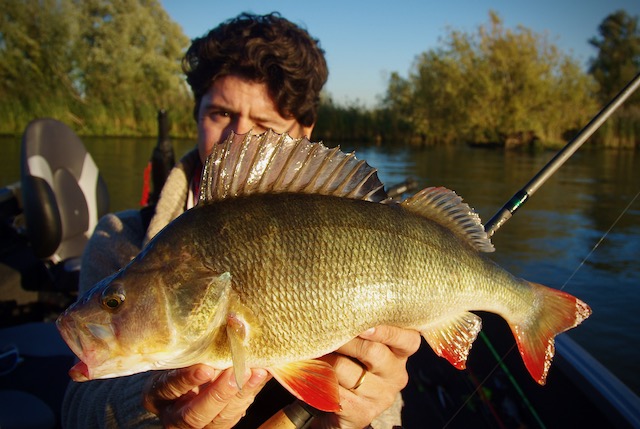 Crankbait : par oû commencer ?