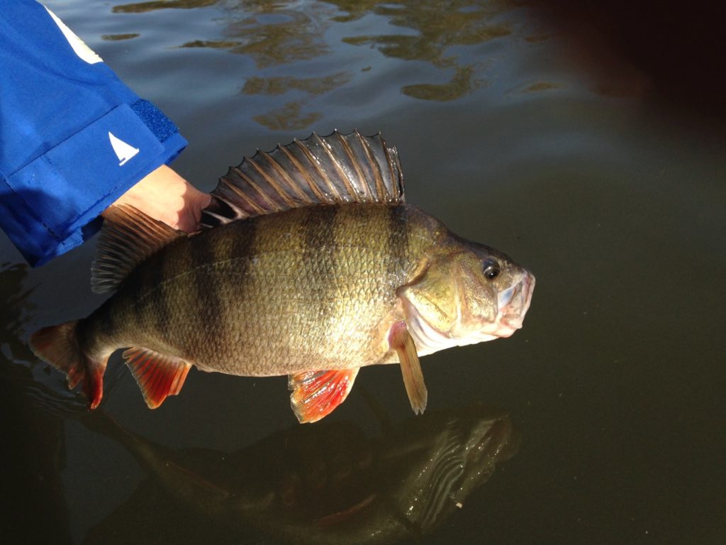 Technique de pêche, la perche en été