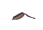 Wicked Gill
