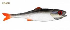 7cm Roach