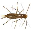 #366 Mayfly