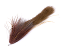 Brown Roach