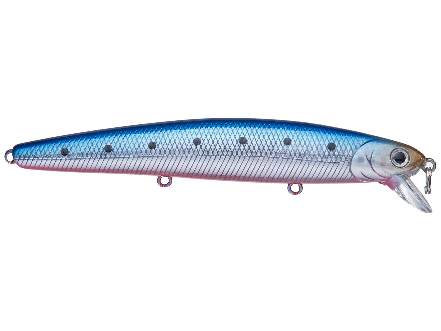 Blue Pink Sardine