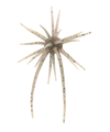 #243 Tamaranbai Dark Shrimp