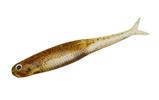 Green Pumpkin Fish