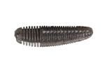 Stealth Shrimp