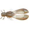 #058 Co Ebi