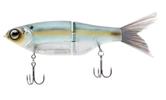 Gizzard Shad