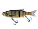 Dark Gill Orange Belly