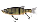 #481 Dark Gill Orange Belly