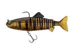 Golden Perch