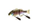 HL Bluegill