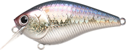 MS American Shad