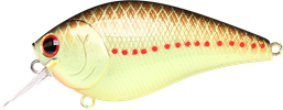 Copper Perch