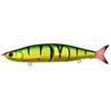 Golden Perch