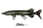 Pike 40cm