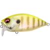 Chart Back Gill