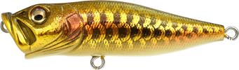 Dragon Fish Gold