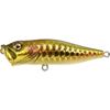 Dragon Fish Gold