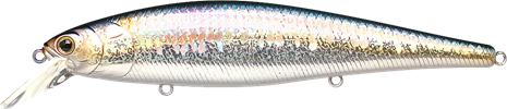MS American Shad