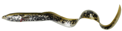 Lamprey