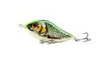 Spotted Silver Roach