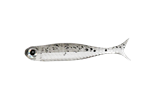 Japan Fish