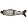 Aurora Shad