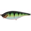 Red Fin Perch
