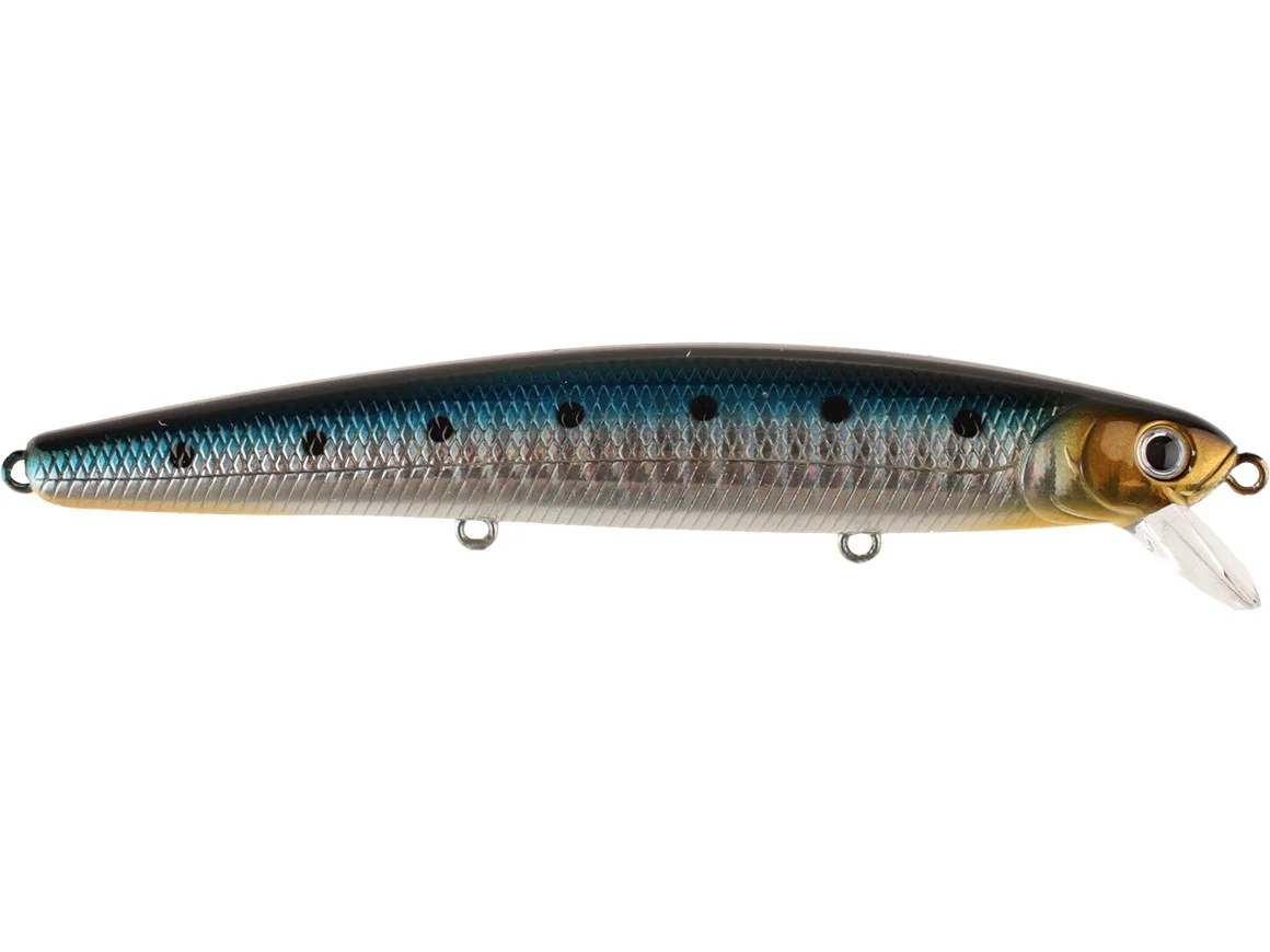 Zebra Sardine