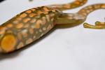 Leurre Souple Fishmagnet Mama Frog - Photo 6