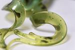 Leurre Souple Fishmagnet Mama Frog - Photo 3