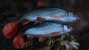 Leurre Souple Fox Rage Ultra Realistic Replicant Roach - Photo 2