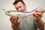 Leurre Souple Savagear 3D Whitefish Shad LT 38cm - Photo 2