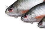 Leurre Souple Fox Rage Ultra Realistic Roach - Photo 2