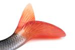Leurre Souple Fox Rage Ultra Realistic Roach - Photo 4
