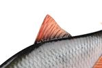 Leurre Souple Fox Rage Ultra Realistic Roach - Photo 5