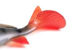 Leurre Souple Fox Rage Ultra Realistic Perch - Photo 4