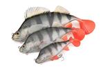 Leurre Souple Fox Rage Ultra Realistic Perch - Photo 6