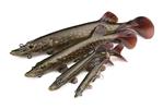 Leurre Souple Fox Rage Ultra Realistic Pike 20cm - Photo 5