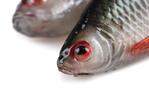 Leurre Souple Fox Rage Ultra Realistic Replicant Roach - Photo 6