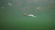 Leurre Souple Fox Rage Slick Eel 42cm - Photo 3