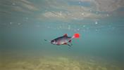 Leurre Souple Fox Rage Ultra Realistic Replicant Roach - Photo 8