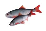 Roach Filet 6cm
