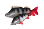 Perch Filet 6cm