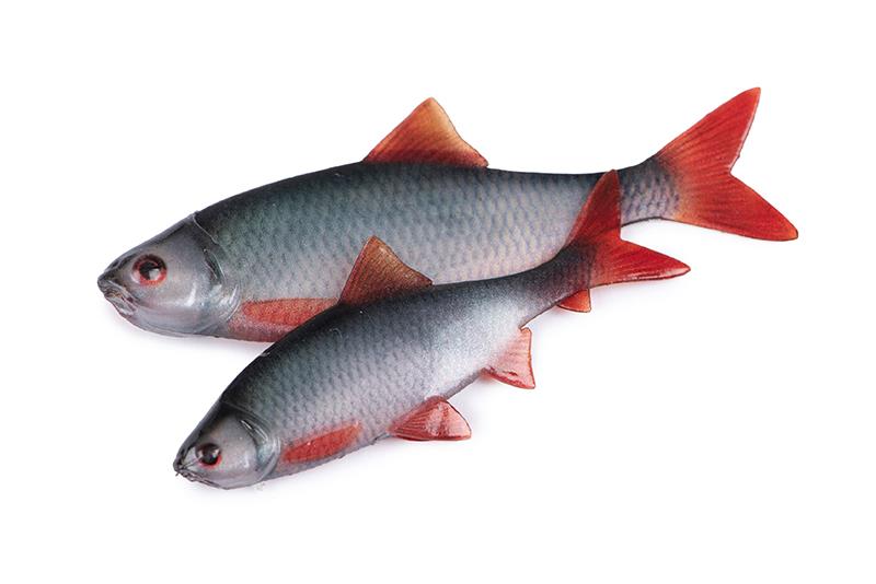 Leurre Souple Fox Rage Roach Filet