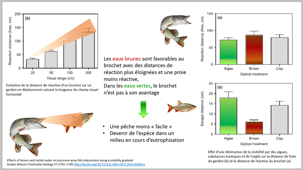 La vision des truites et des UV : que retenir pour vos leurres ?