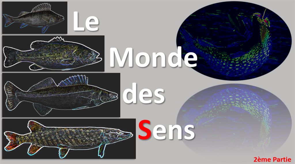 Pêche en casting, l'âge de raison pour la pêche des carnassiers